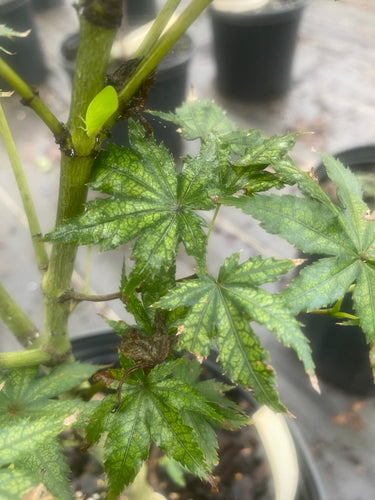 Acer palmatum 'Shigitatsu sawa' Reticulated Japanese Maple - Maple Ridge Nursery